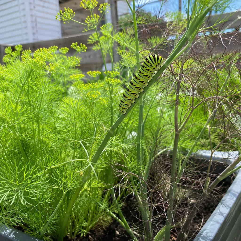 Parsley, Dill & Fennel