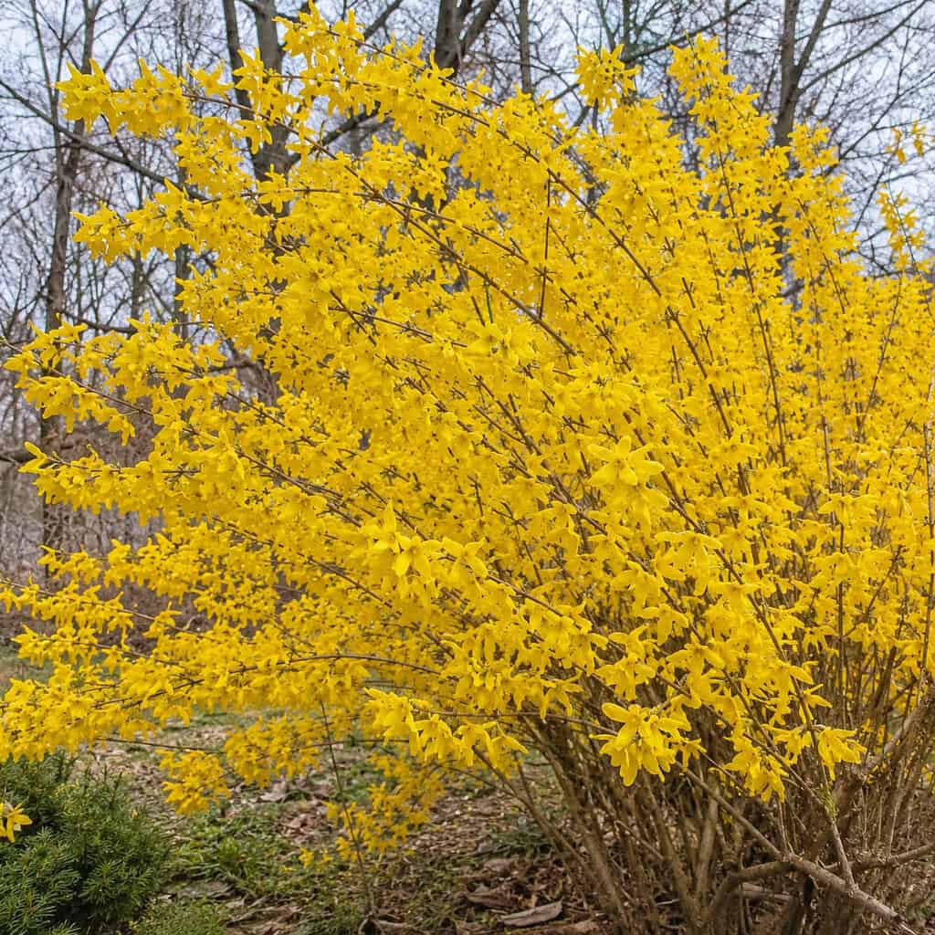 Forsythia