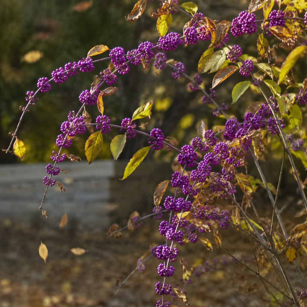 Beautyberry (Callicarpa)