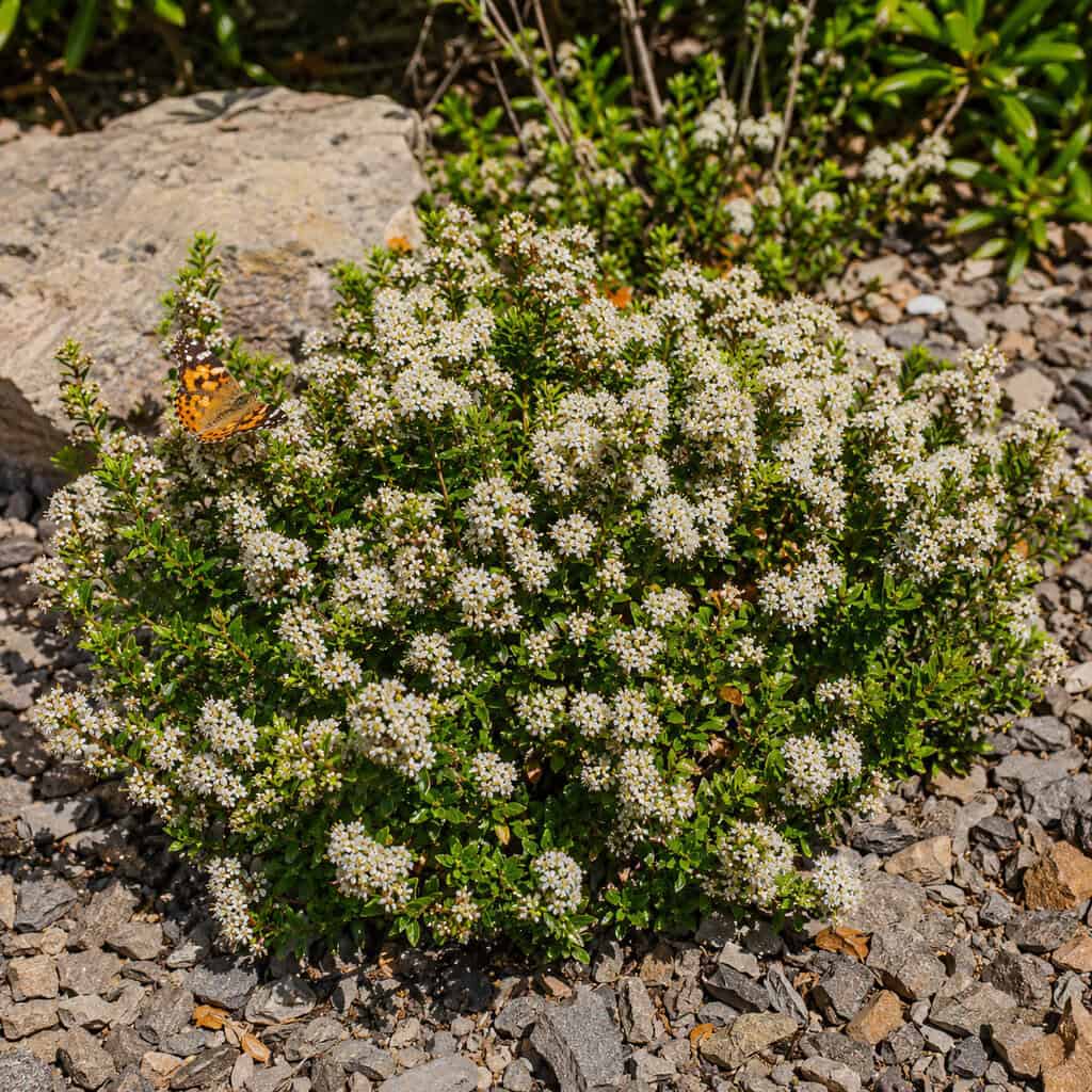 New Jersey Tea (Ceanothus americanus)