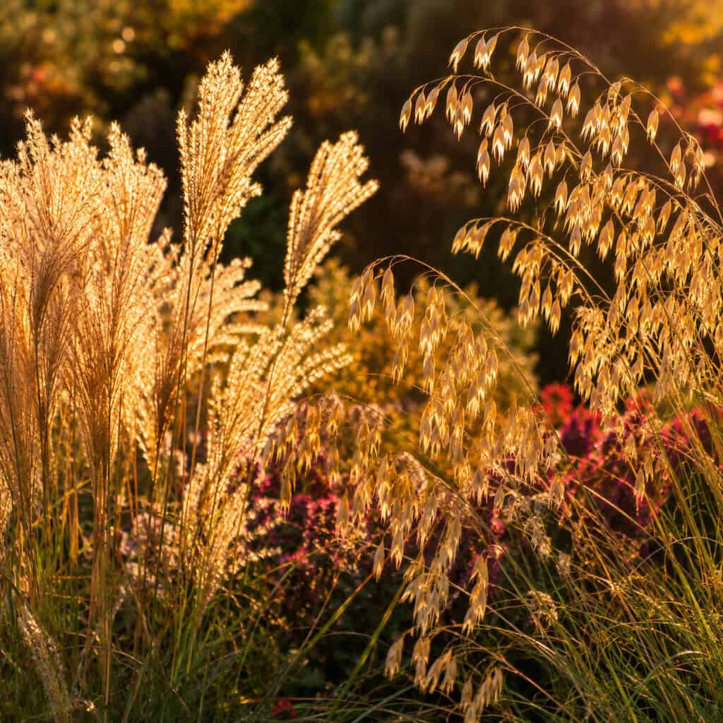 Ornamental Grasses (Feather Reed & Sea Oats)