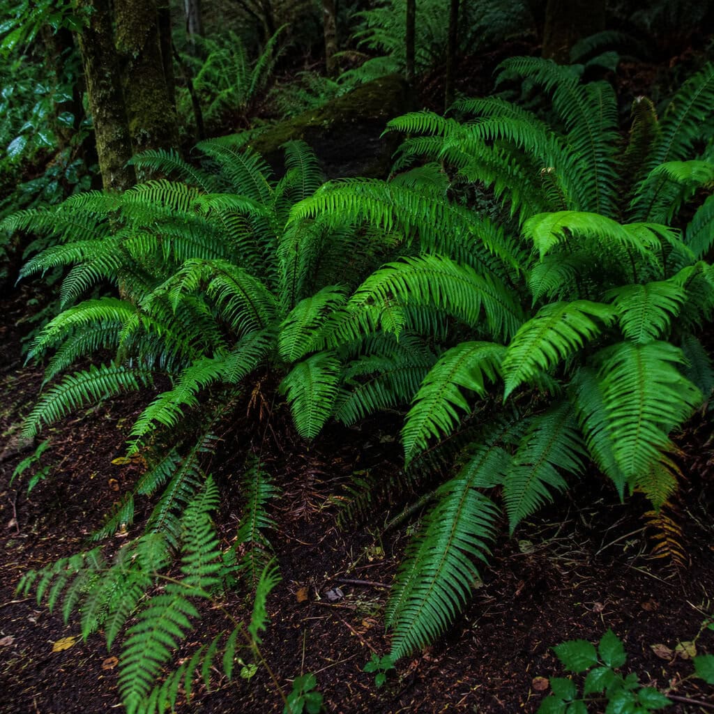 Ferns