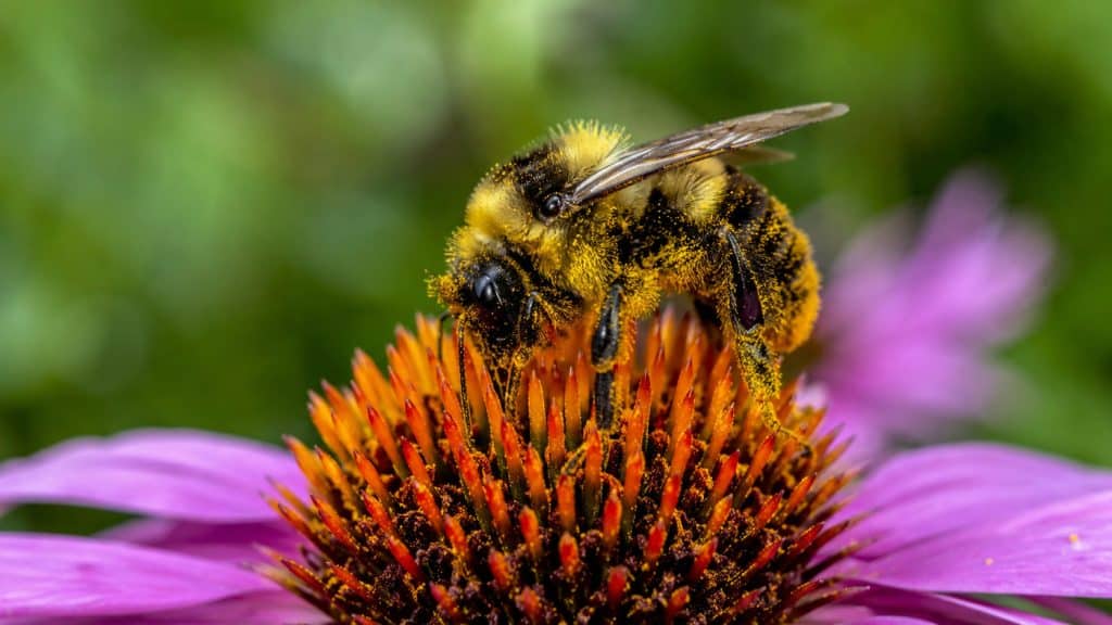 The Pollinator Garden Guide: Bringing Bees and Butterflies to Your Yard