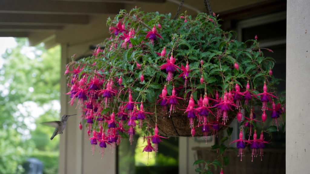 31 Plants That Bring Hummingbirds All Season (From First Thaw to Frost)