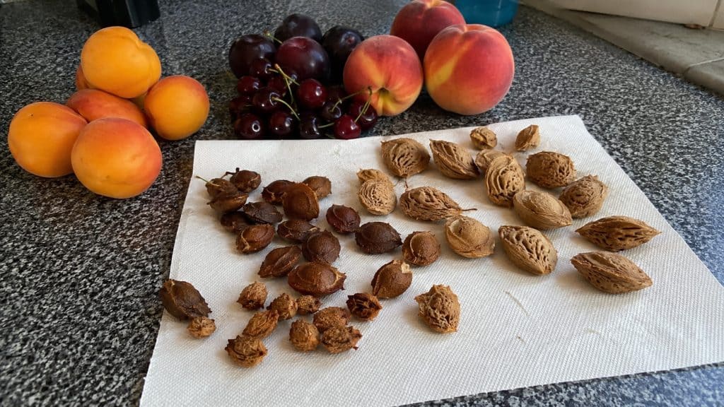 Fruit Pits and Seeds You’re Tossing (That Grow Into Real Trees)