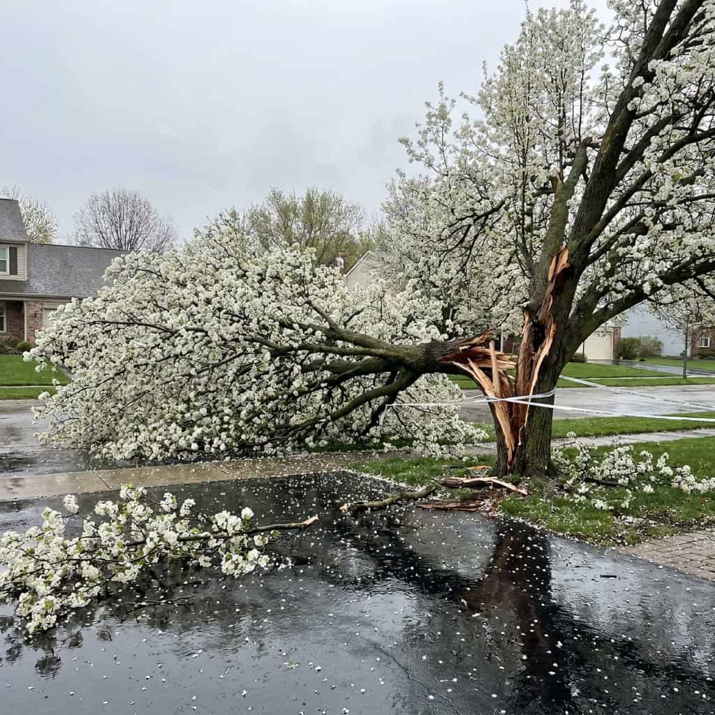 Bradford (Callery) Pear
