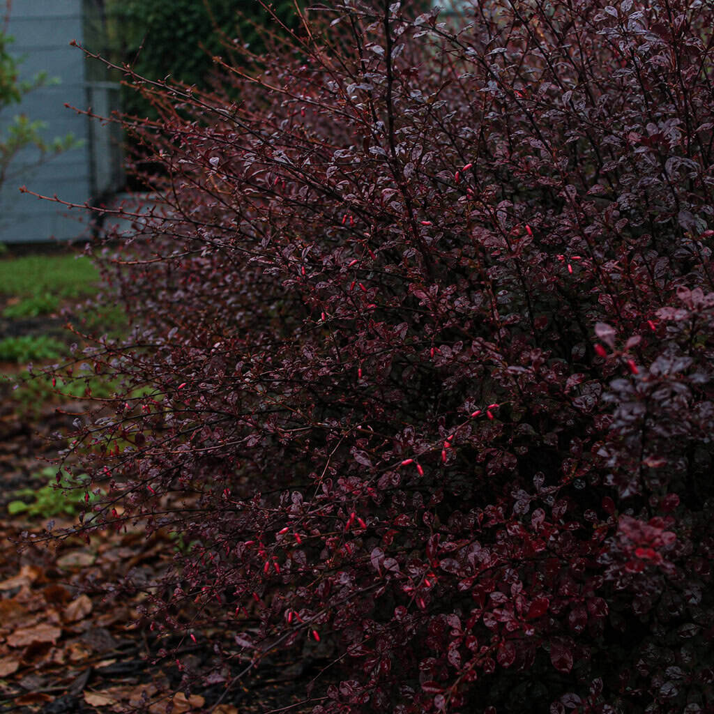 Japanese Barberry