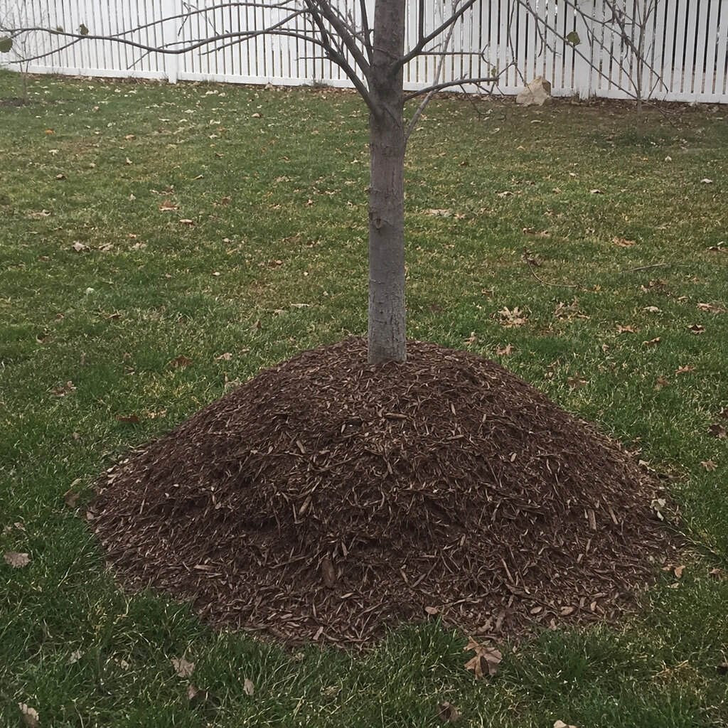 Pile mulch into 'volcanoes' against tree trunks