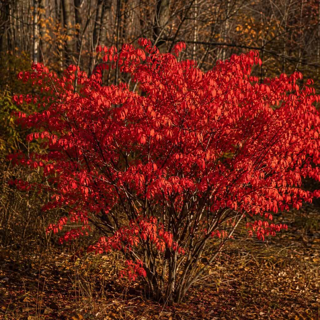 Burning Bush (Winged Euonymus)