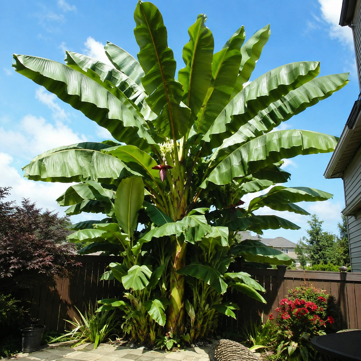 Hardy Banana
