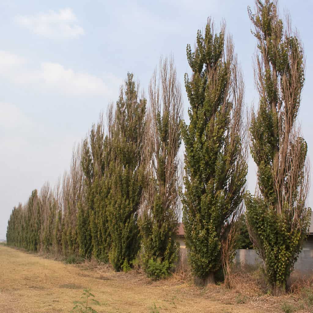 Lombardy Poplar
