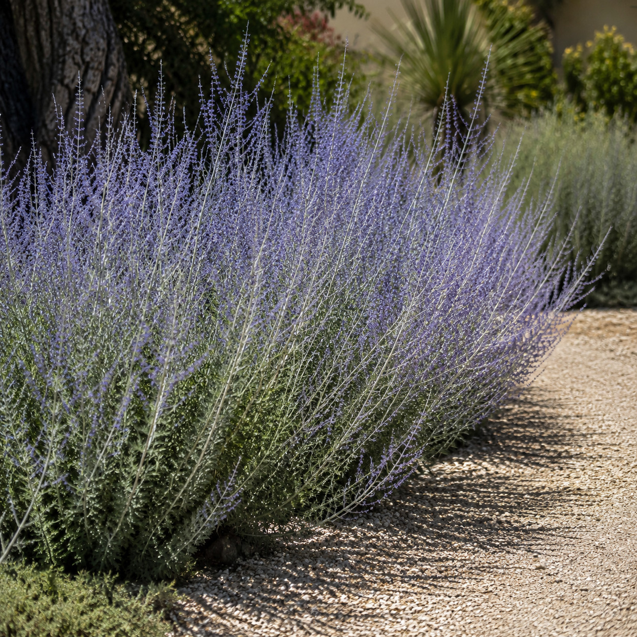Russian Sage