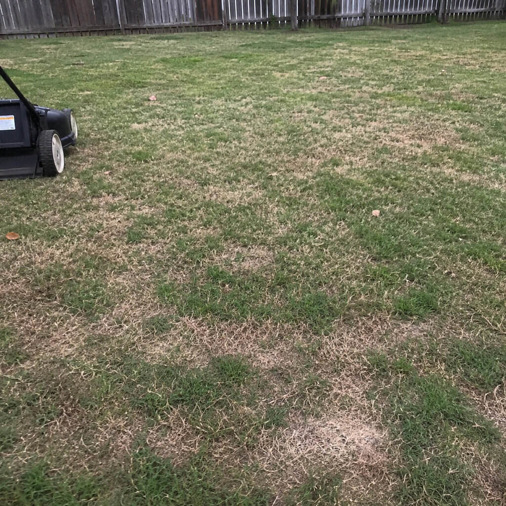 Scalp the lawn by mowing it too short