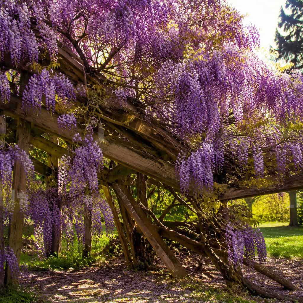 Wisteria (Chinese and Japanese)