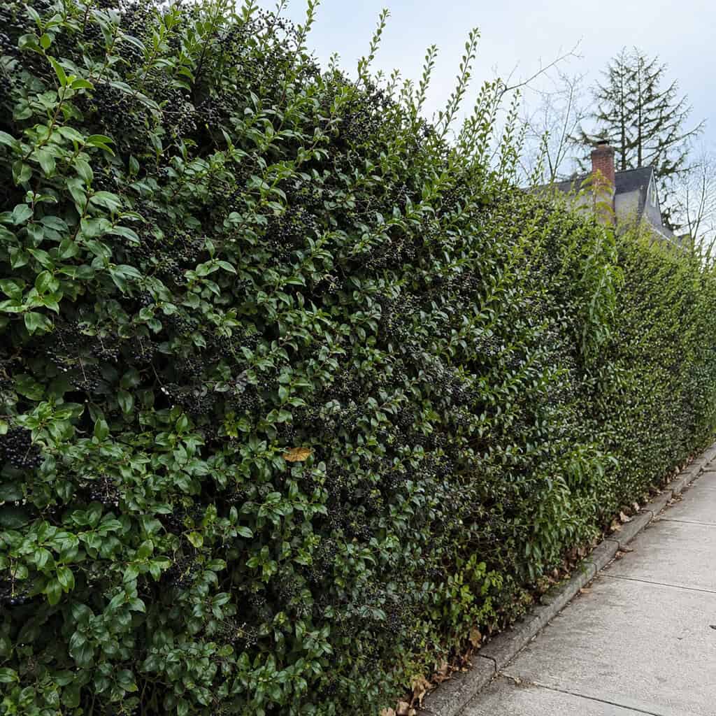 Privet (Ligustrum)