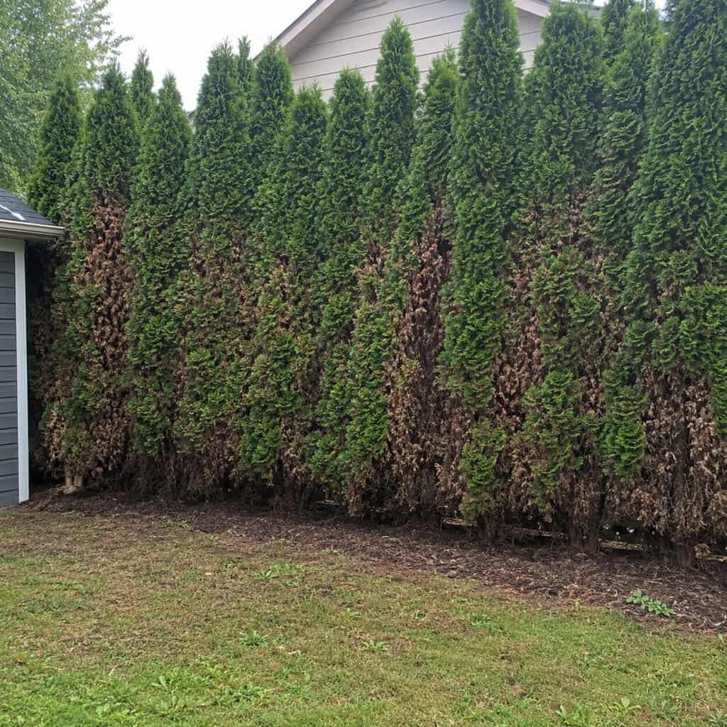 Cram beds full and ignore mature plant size