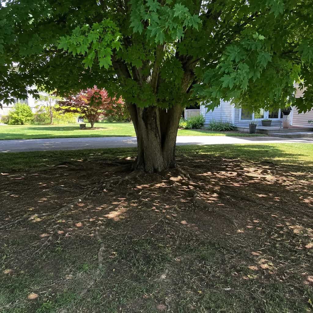 Norway Maple