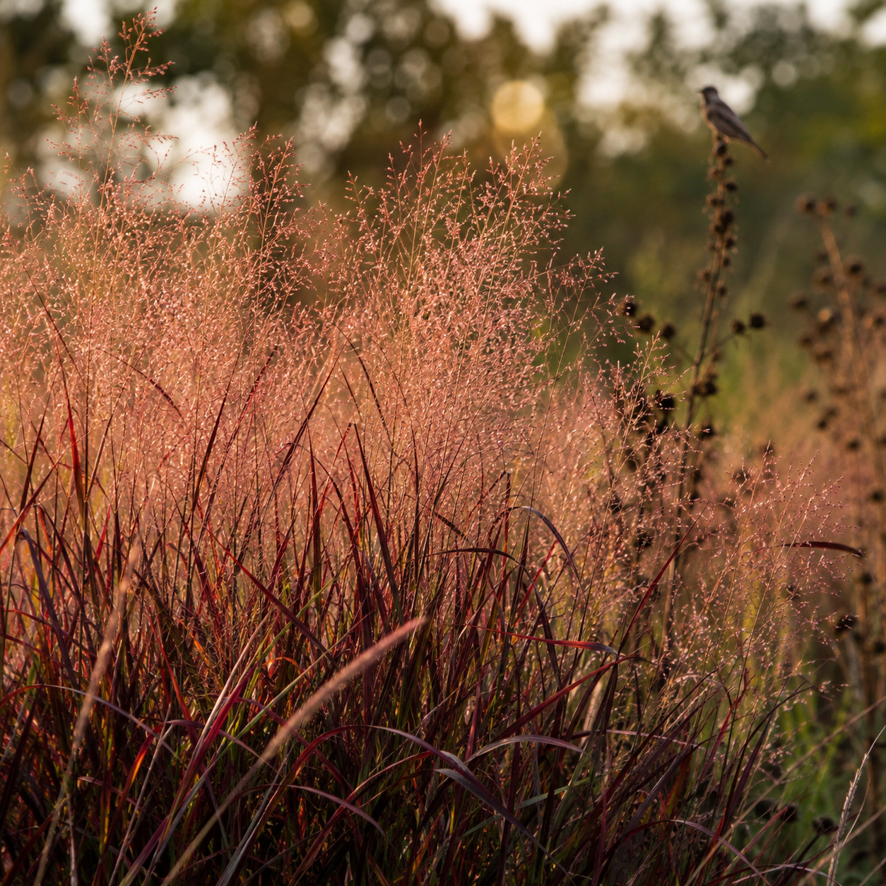 Switchgrass 'Shenandoah'