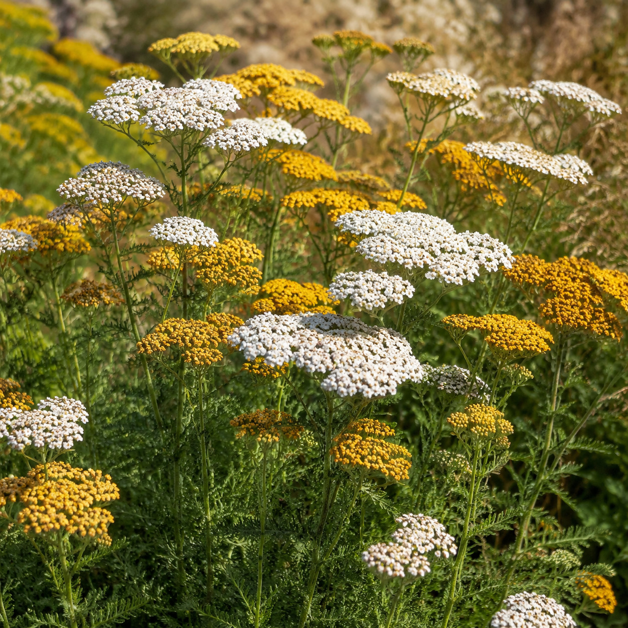 Yarrow