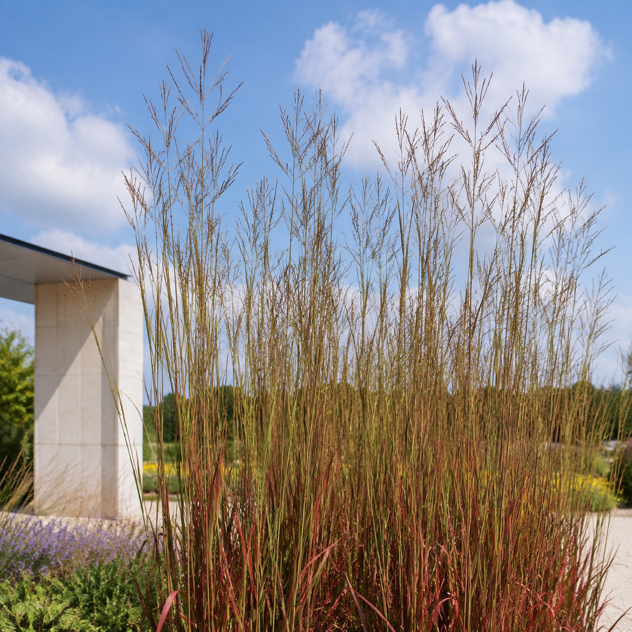 Big Bluestem