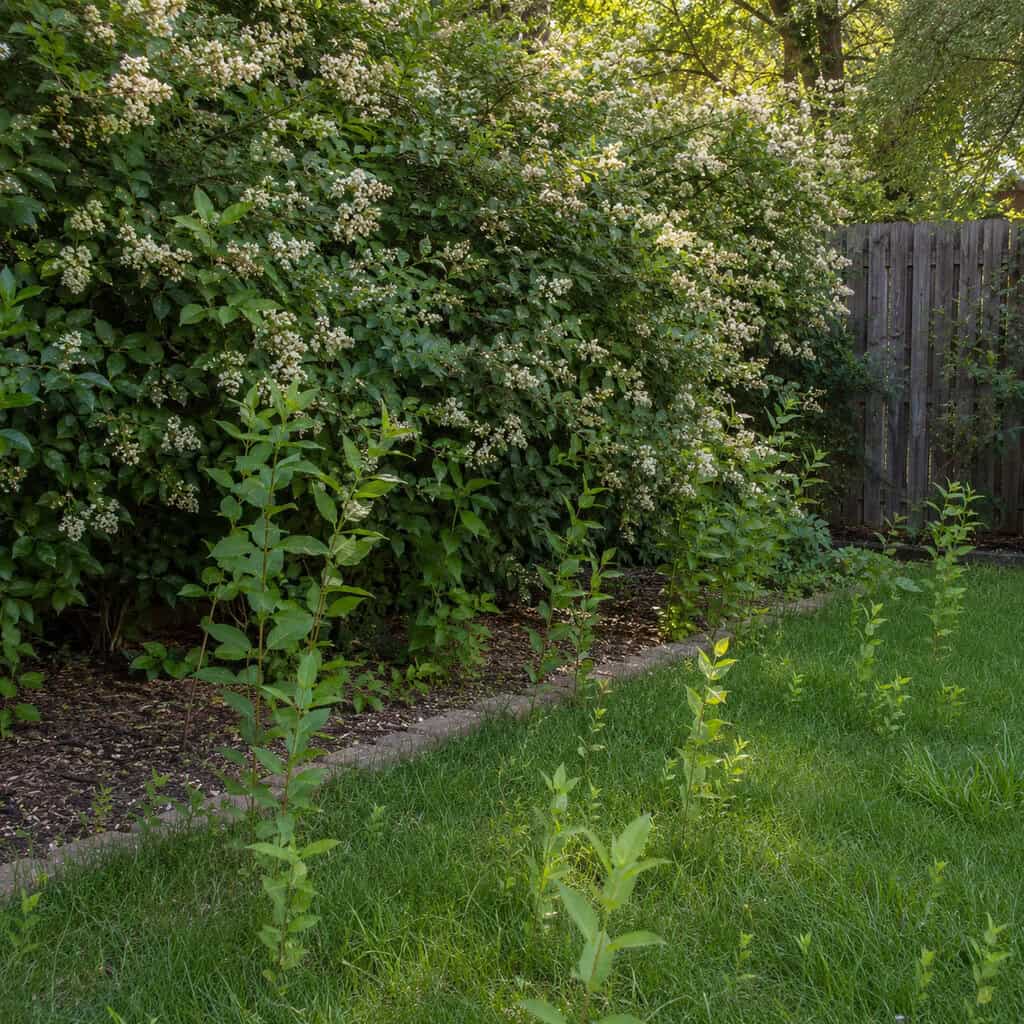 Privet (Chinese & Japanese)