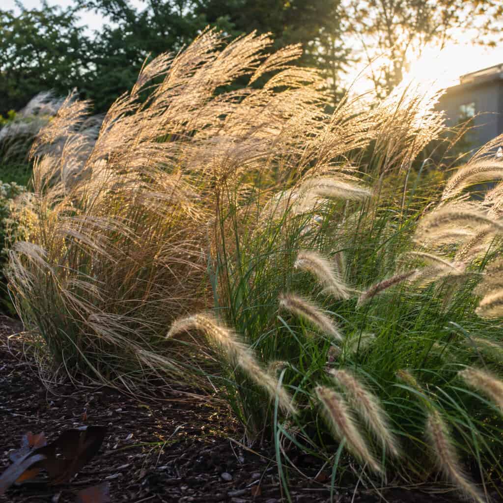 Add Movement With Ornamental Grasses