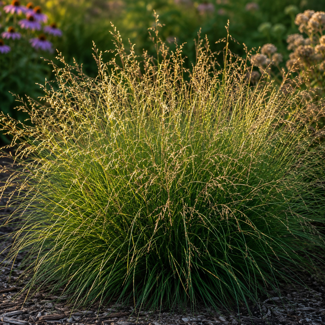 Prairie Dropseed