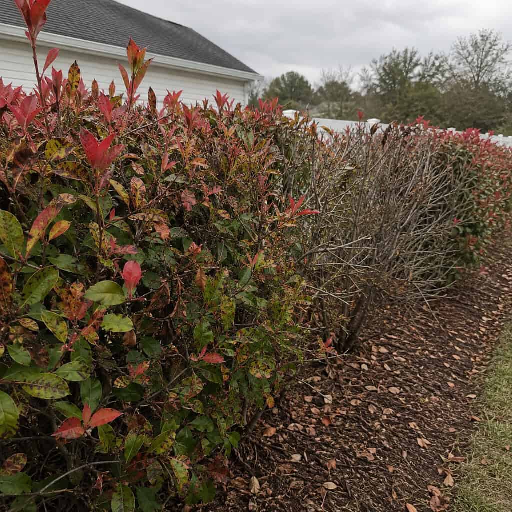 Red Tip Photinia