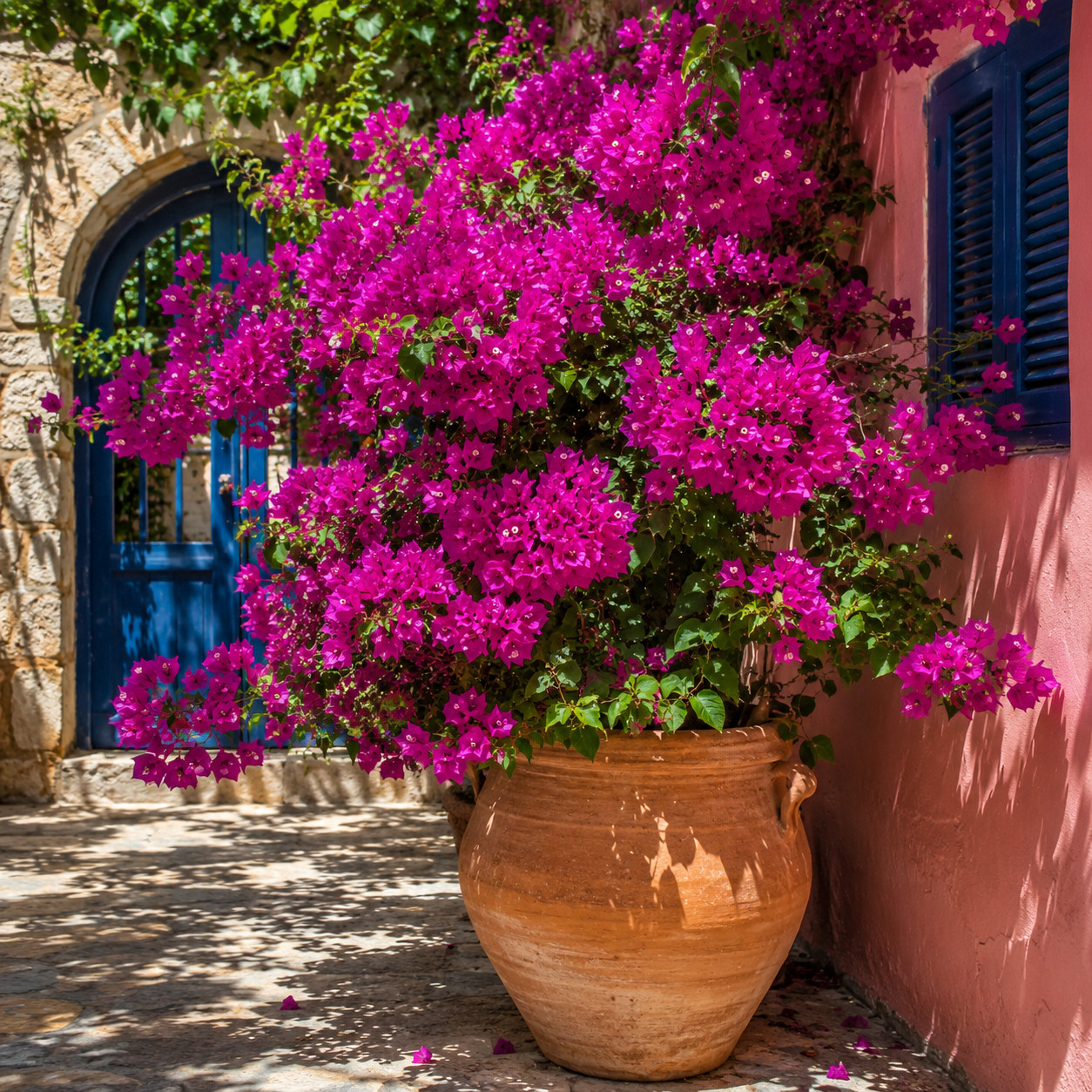 Bougainvillea