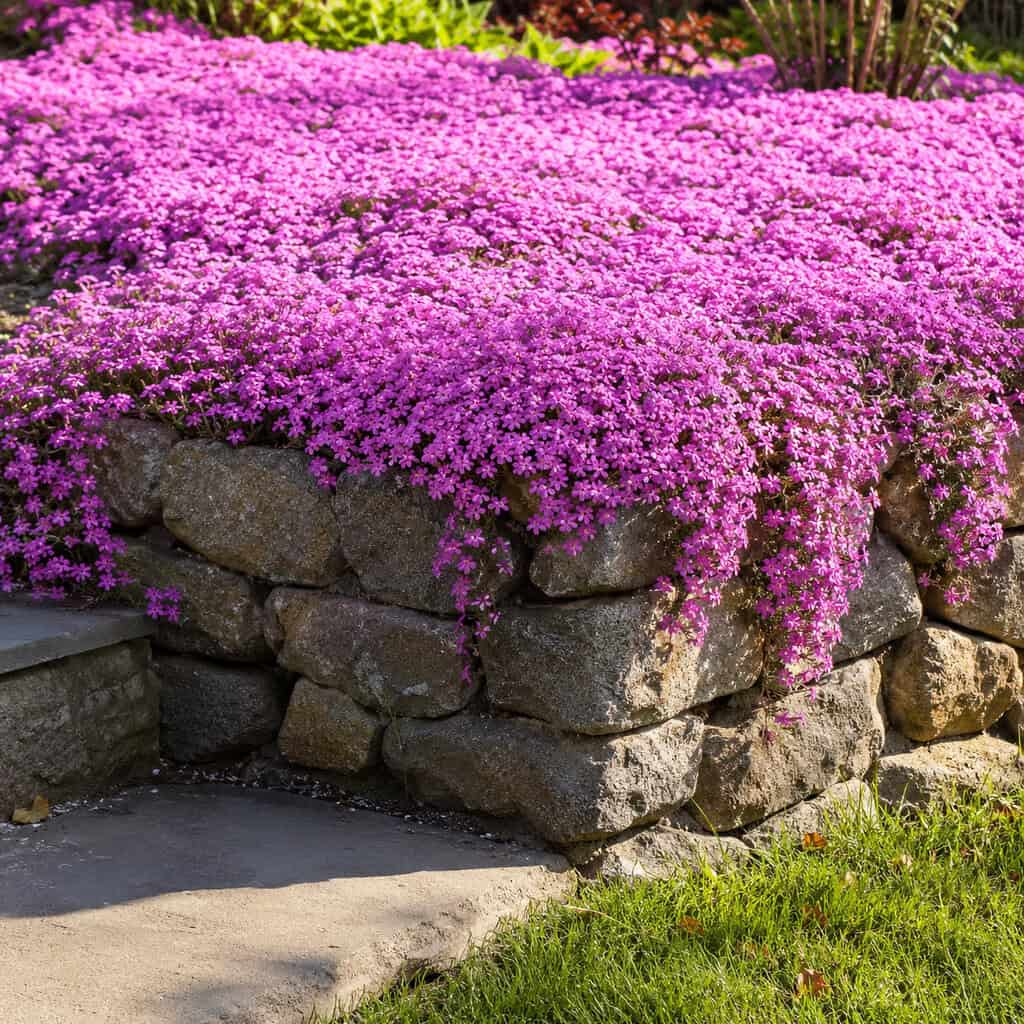 Creeping Phlox