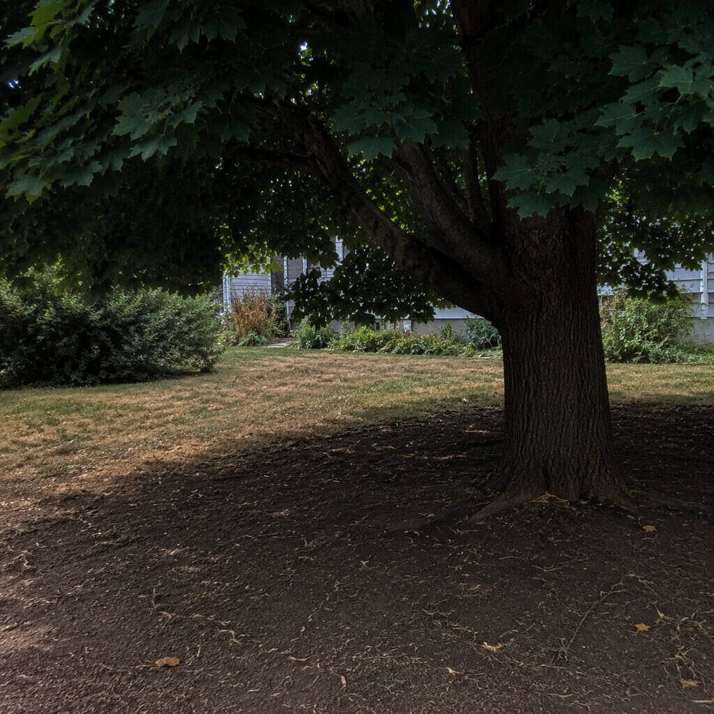 Norway Maple