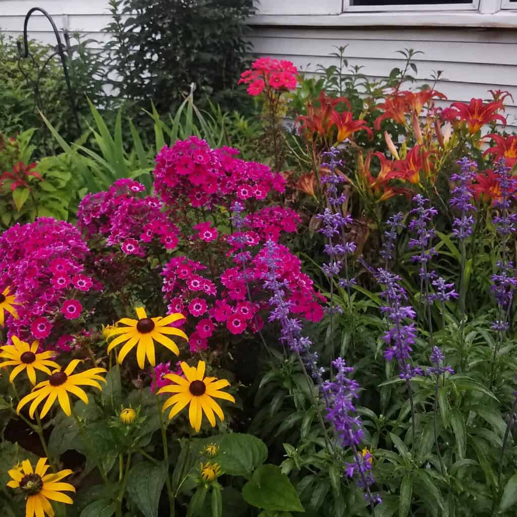 Plant a rainbow of clashing colors