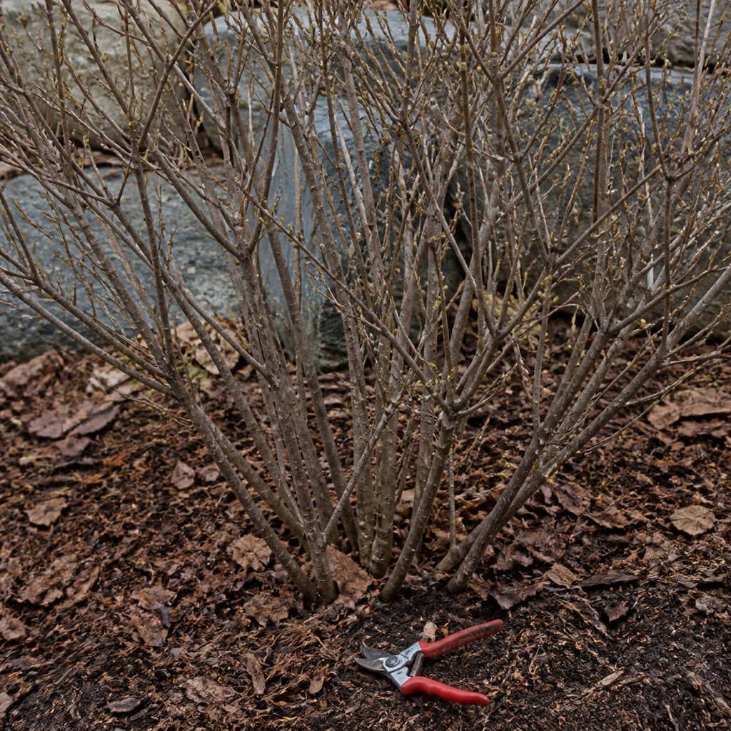 Pruning the Spring-Blooming Shrubs
