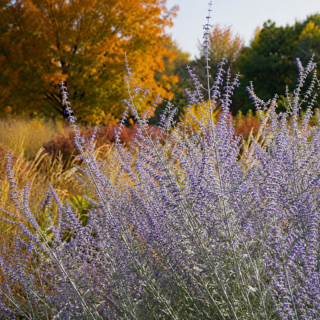 Russian Sage