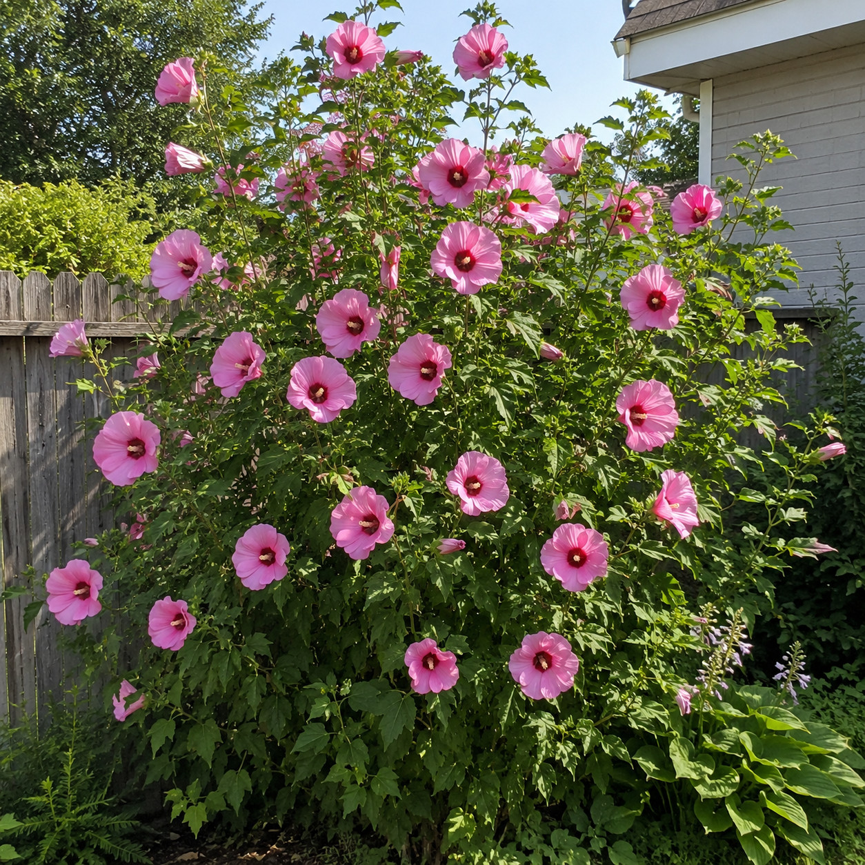 Hibiscus