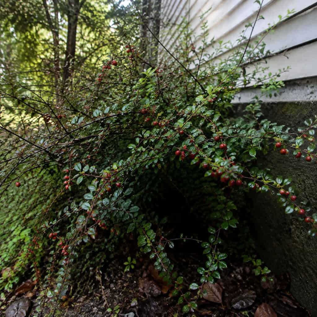 Japanese Barberry