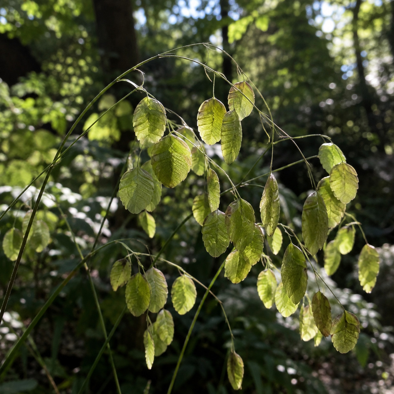Northern Sea Oats