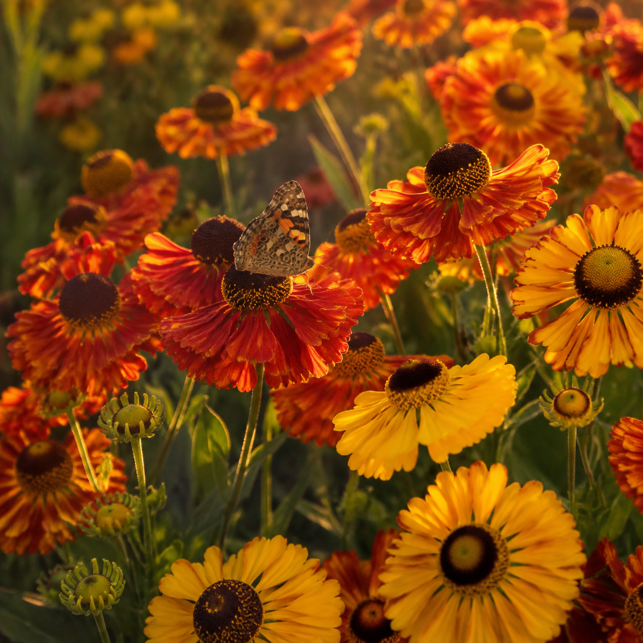 Helenium (Sneezeweed)