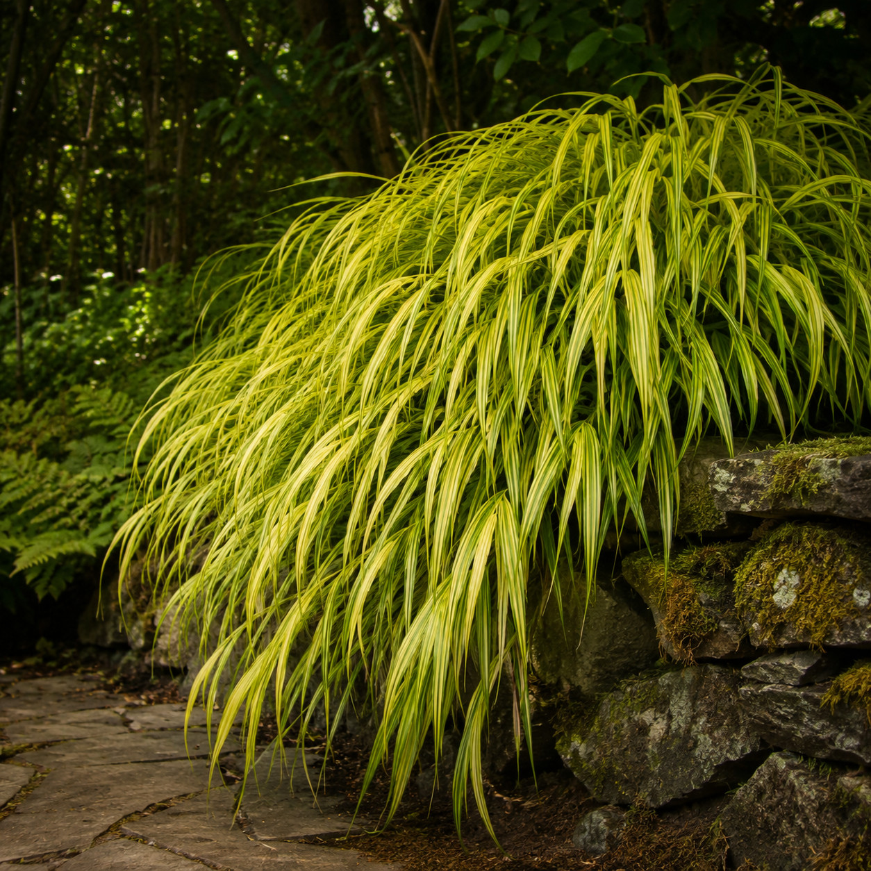 Japanese Forest Grass