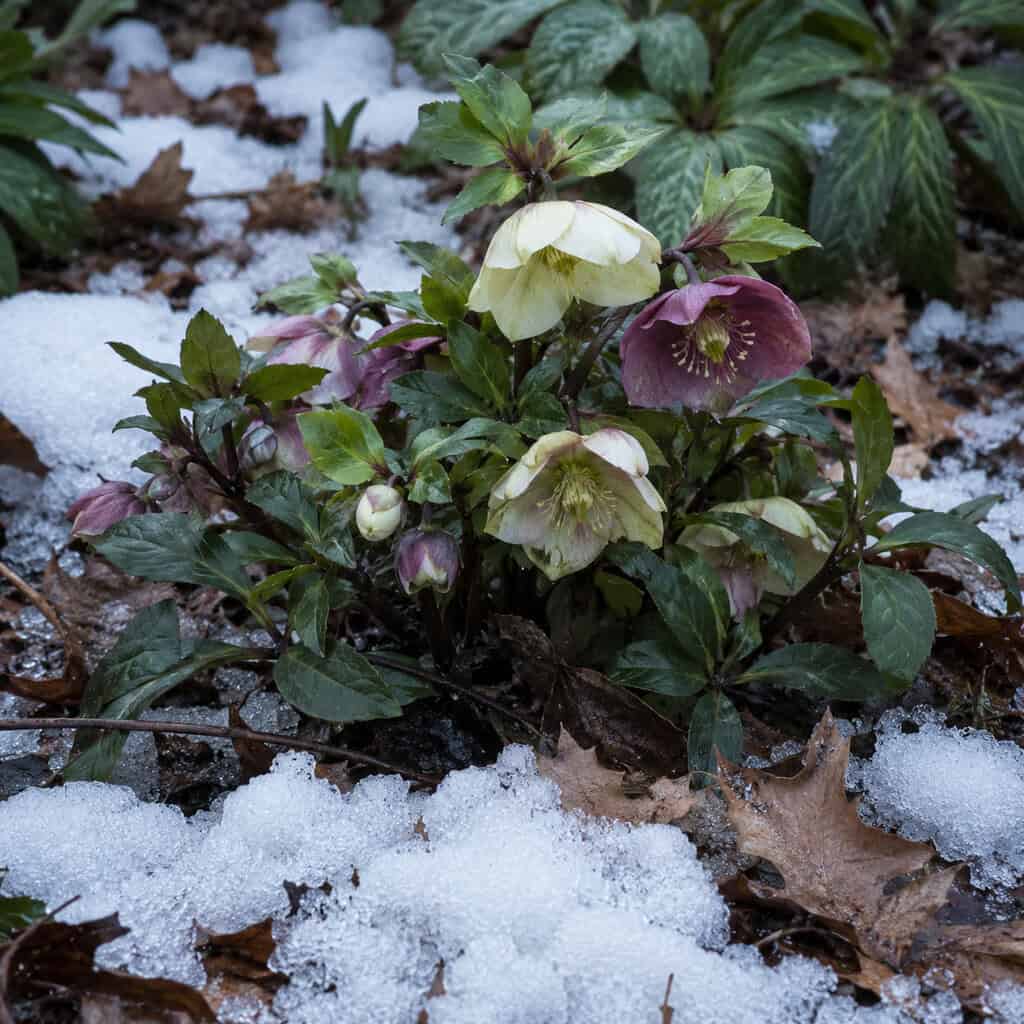 Lenten Rose