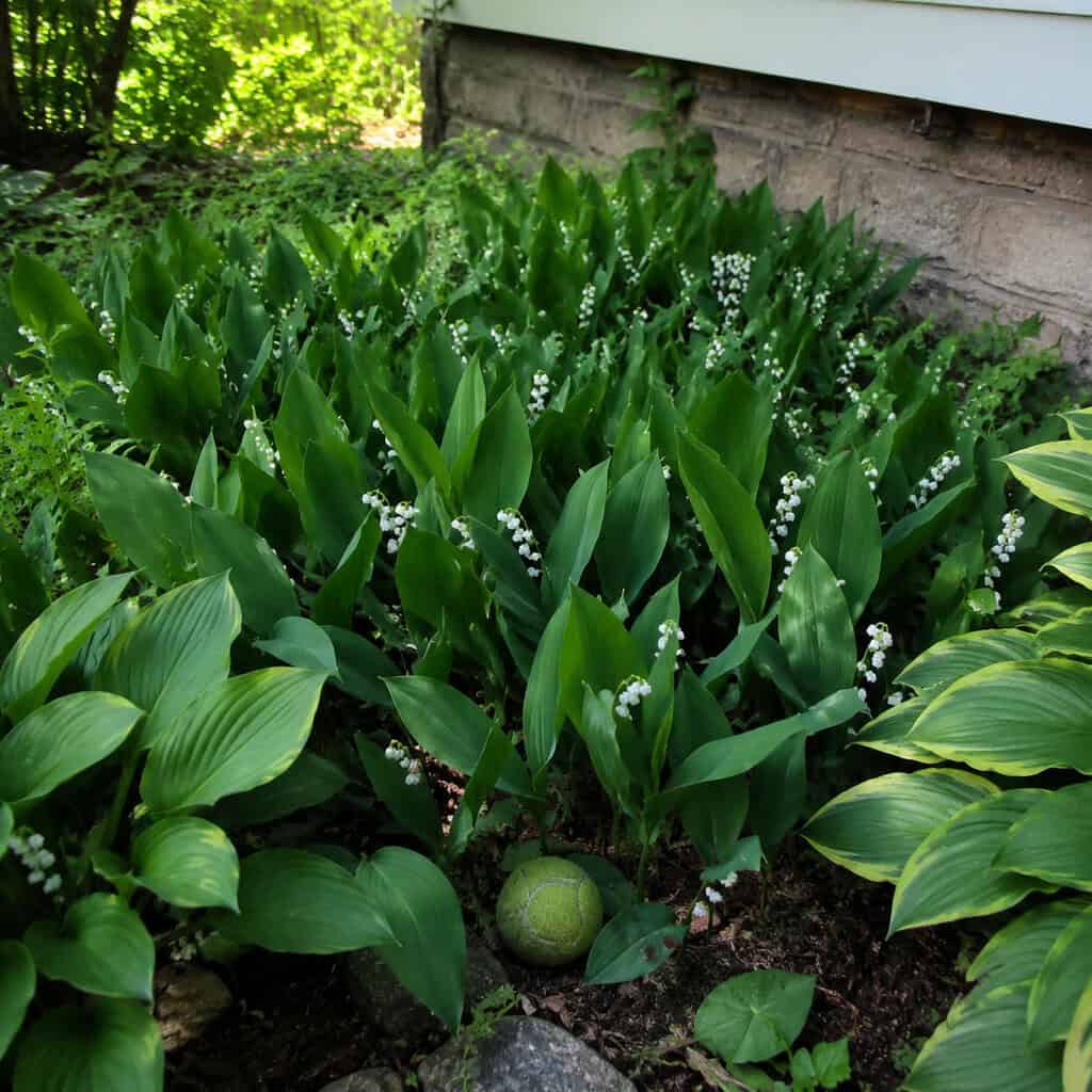 Lily of the Valley