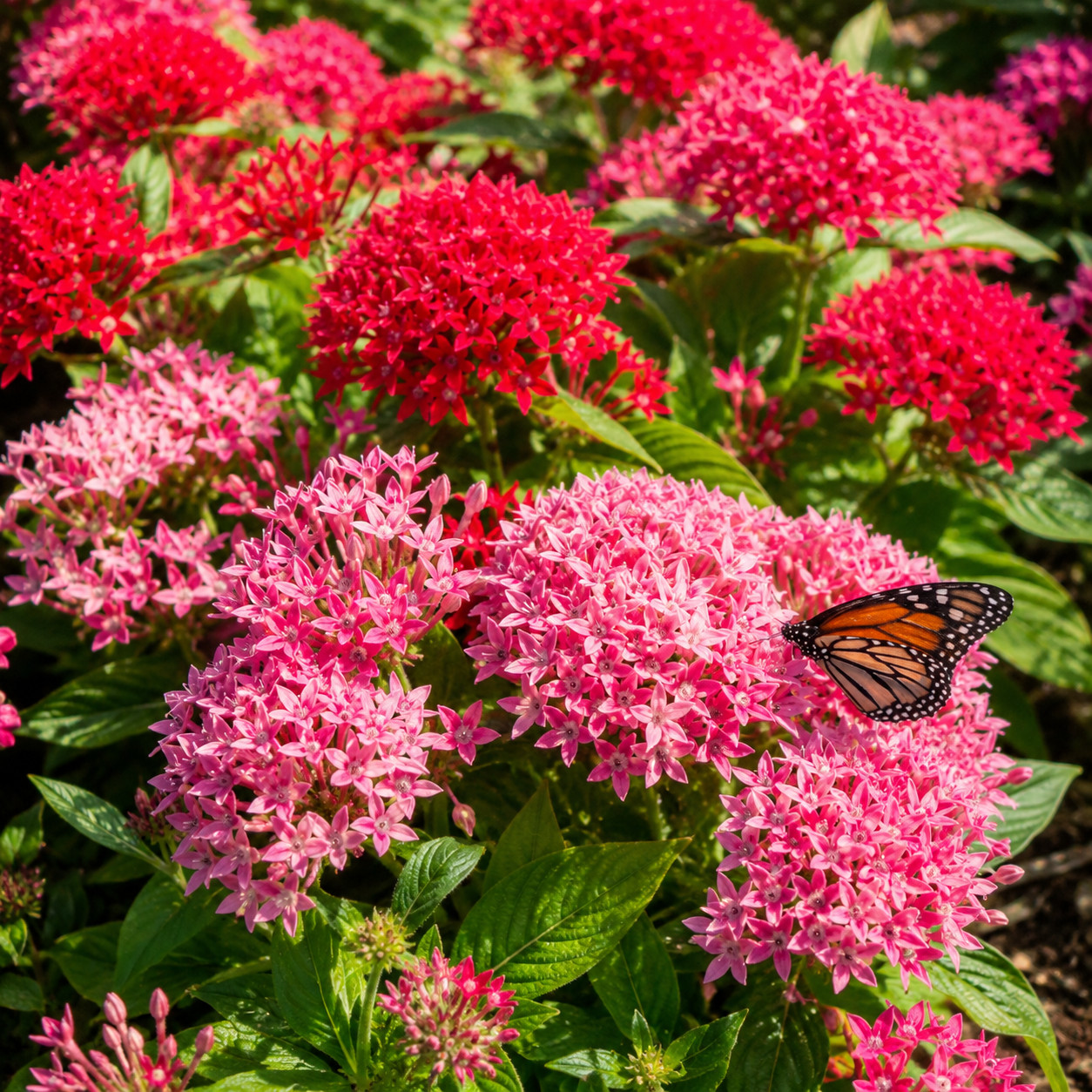 Pentas