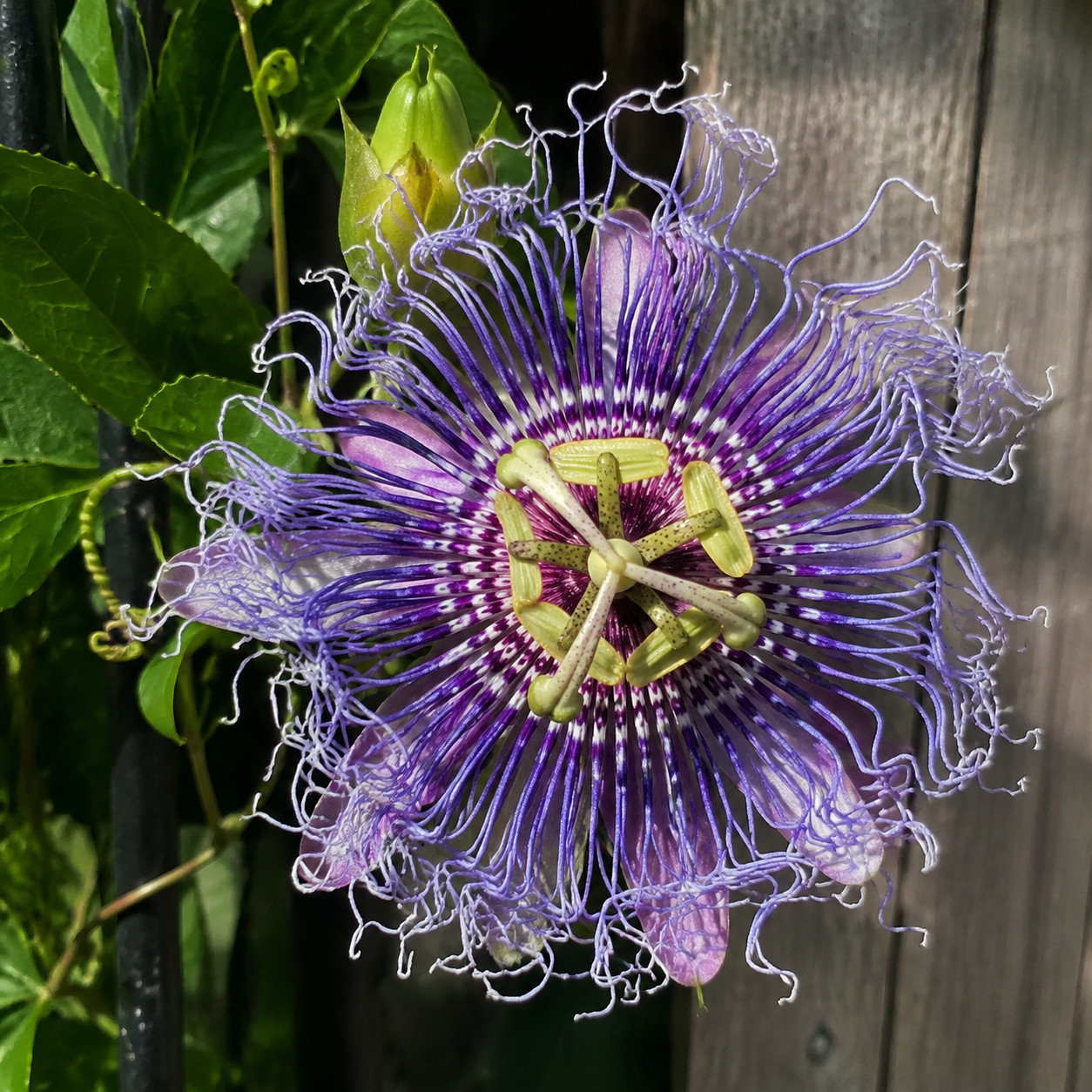 Passion Flower