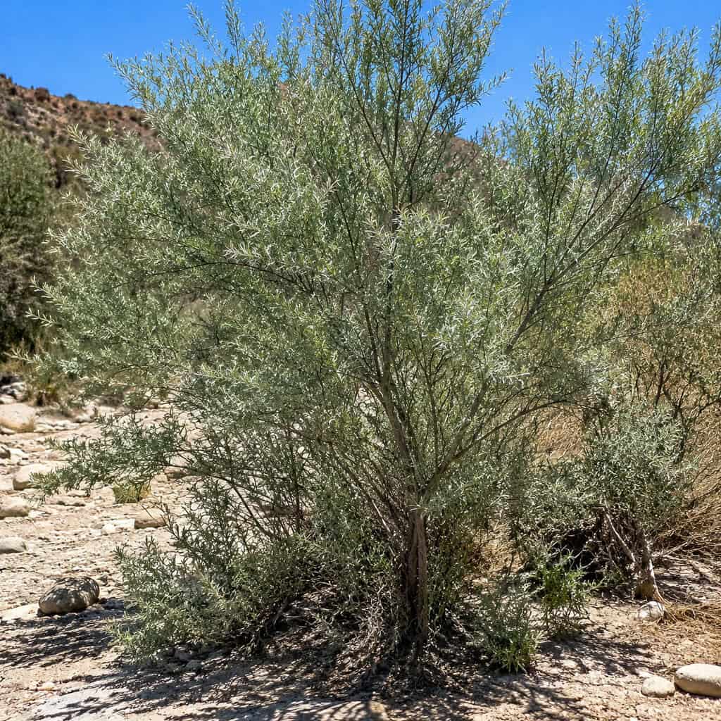 Russian Olive