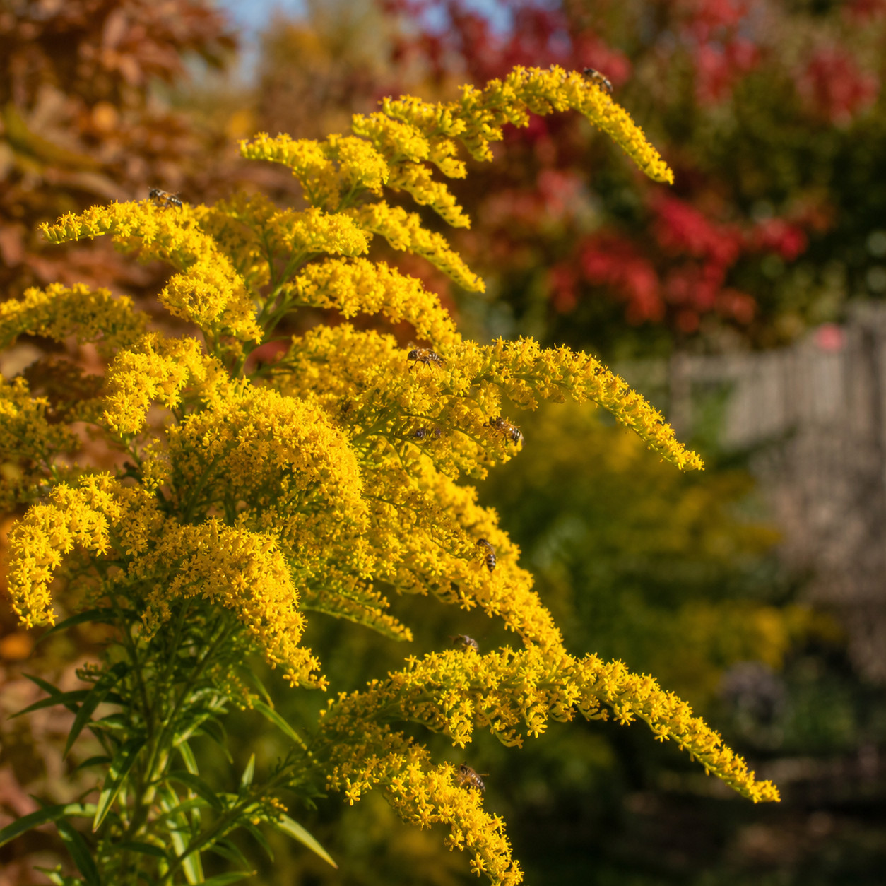 Goldenrod 'Fireworks'