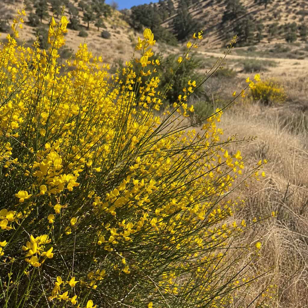 Scotch / Sweet Broom (Cytisus)