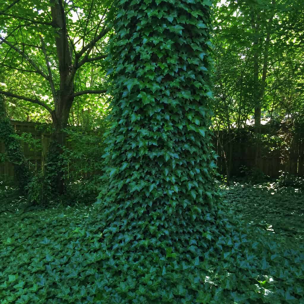 English Ivy