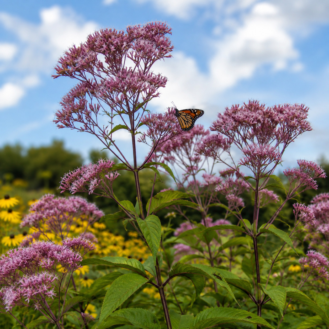 Joe Pye Weed