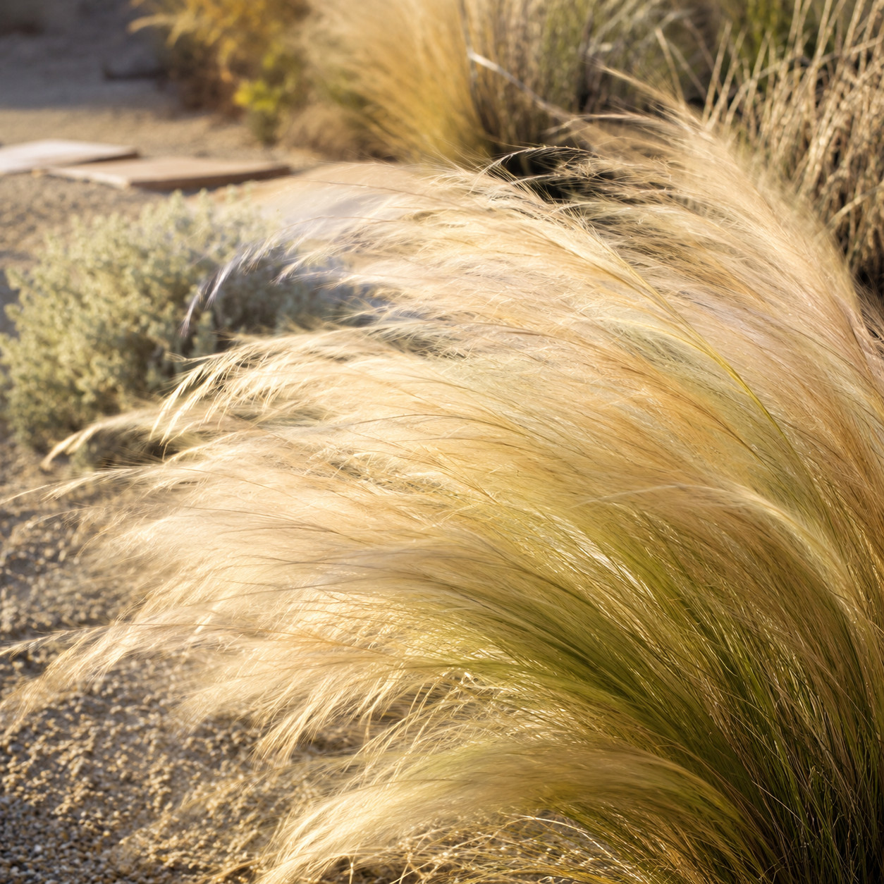 Mexican Feather Grass