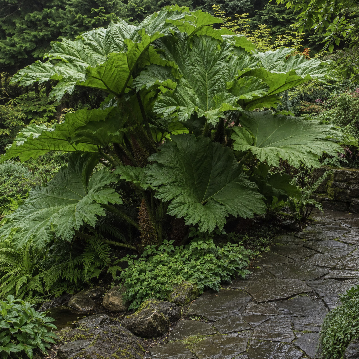 Giant Rhubarb (Gunnera)